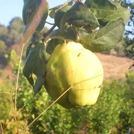 Sun Dalyan Hotel And Organic Farm *