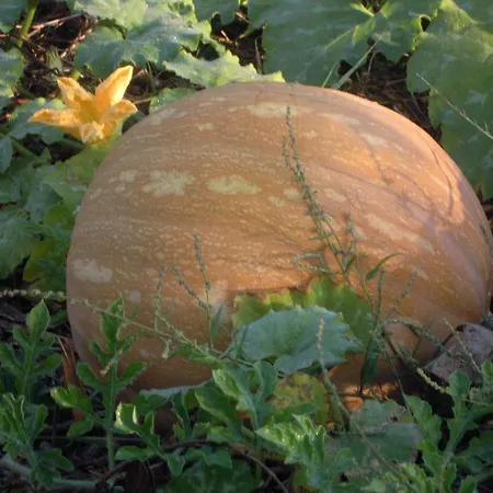 Sun Dalyan Hotel And Organic Farm Отель *