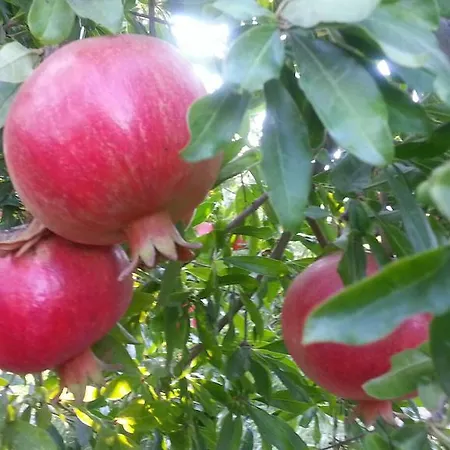 Sun Dalyan Hotel And Organic Farm *