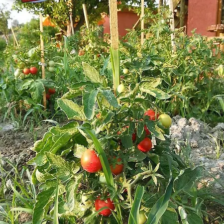 Sun Dalyan Hotel And Organic Farm