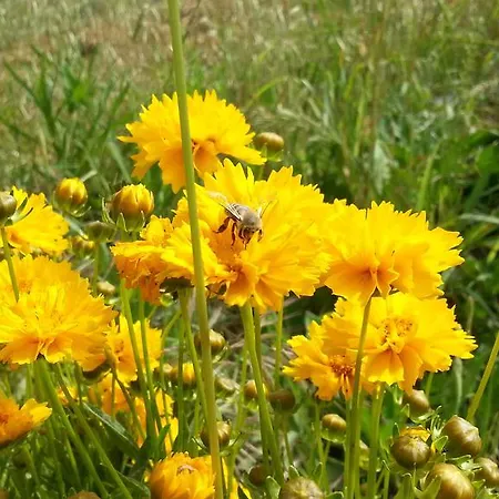 Sun Dalyan Hotel And Organic Farm 달리안