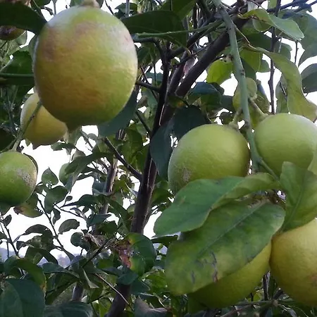 Sun Dalyan Hotel And Organic Farm *